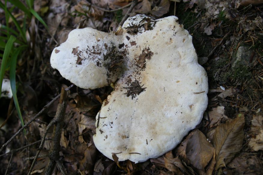 Lactarius vellereus dalla Foresta nera